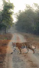 Bangalore to Kabini Wildlife Safari Cab