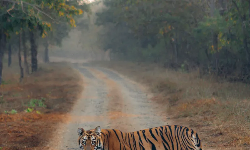 Bangalore to Kabini Wildlife Safari Tour