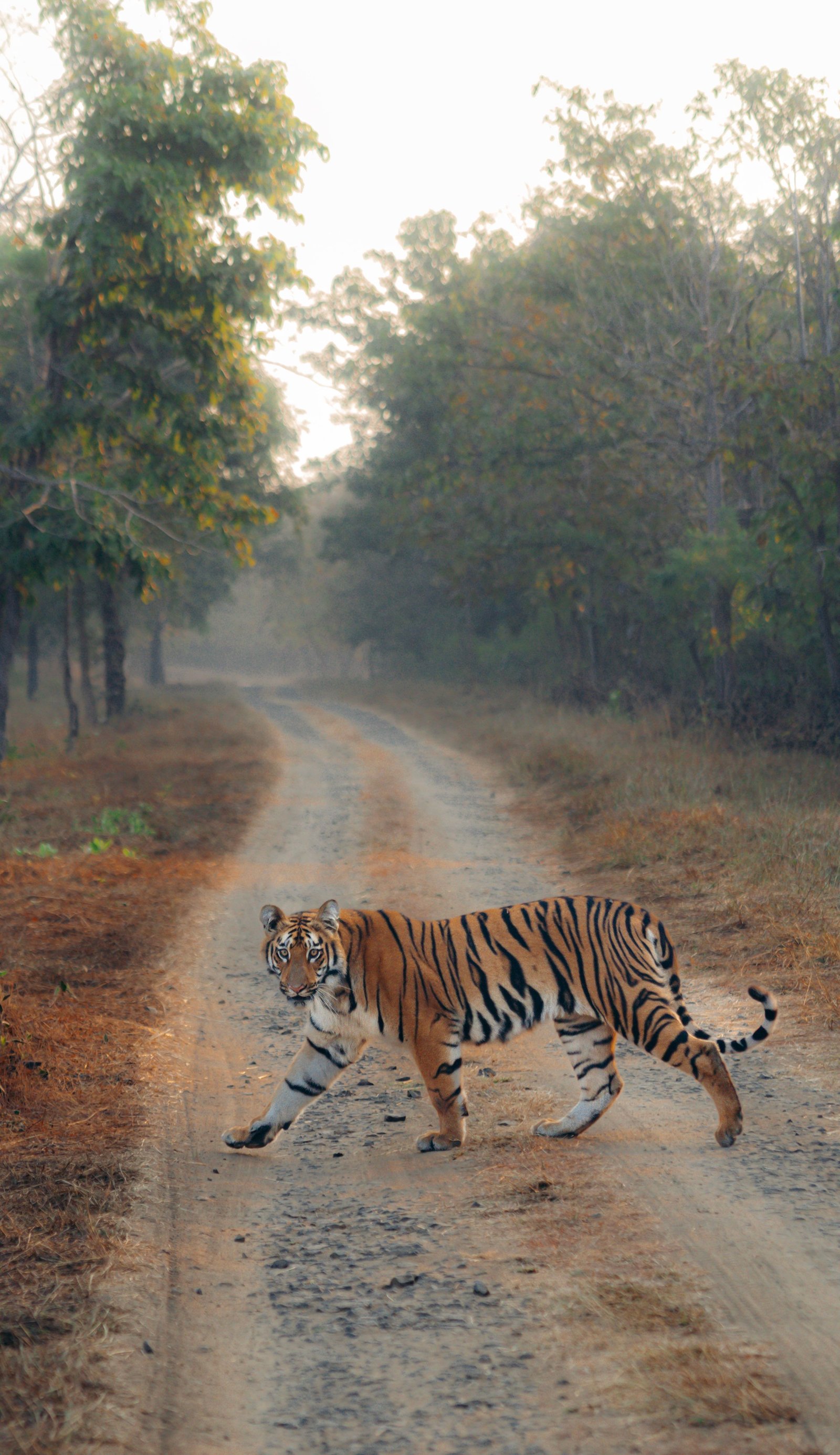 Kabini forest wildlife safari outstation cab