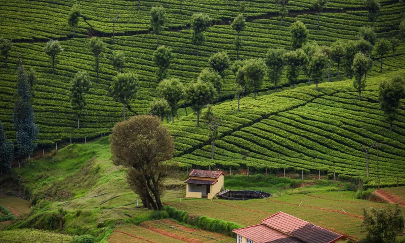 Bangalore to Ooty Nilgiri Hills Package